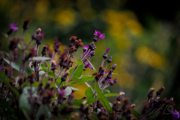 Hiking in LaBagh Woods