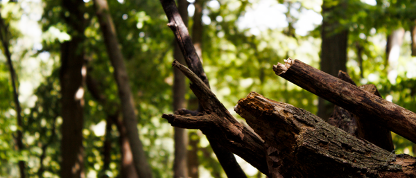Hiking in LaBagh Woods